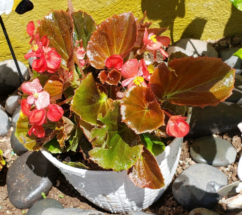 wax begonia in a white pot